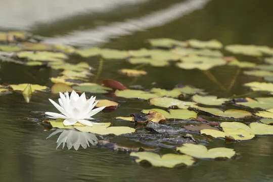 福龙彩票平台宣传图